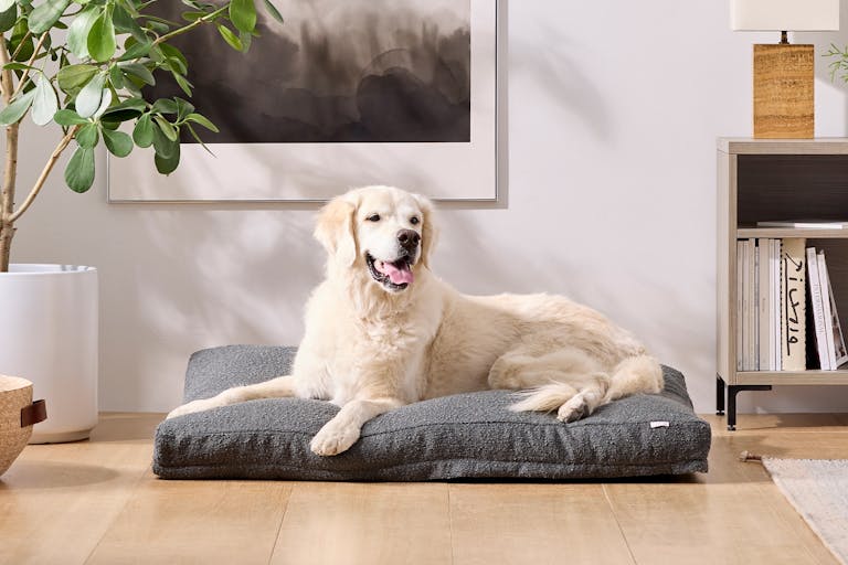 Saatva Dog Bed front model